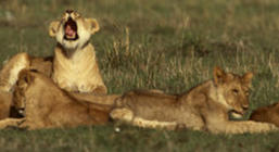 lions.png