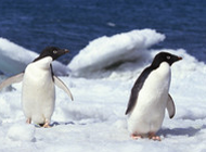 penguins.png