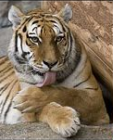 tiger.png