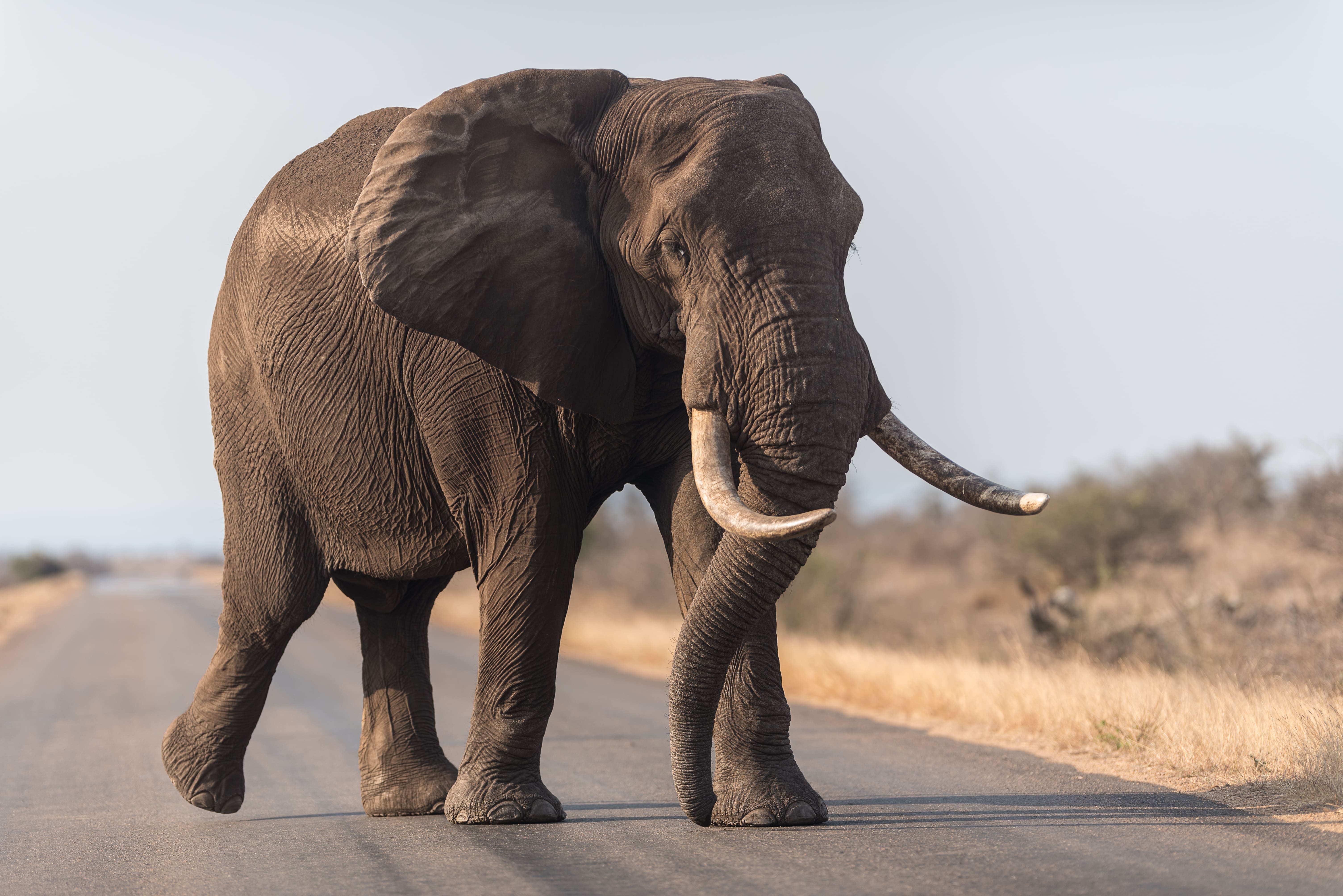 elephant.jpg