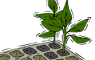 grow.png